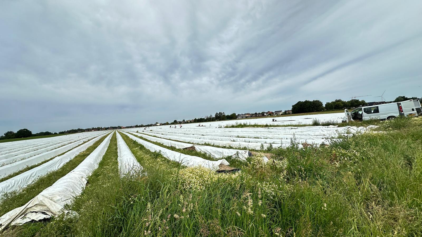 Erntehelfer-Aktion im Kreis Heinsberg (c) Stanimir Mihaylov - Arbeit und Leben NRW